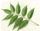 Barg-e-Neem