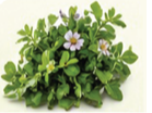 Brahmi
