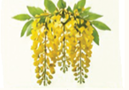 Amaltas
